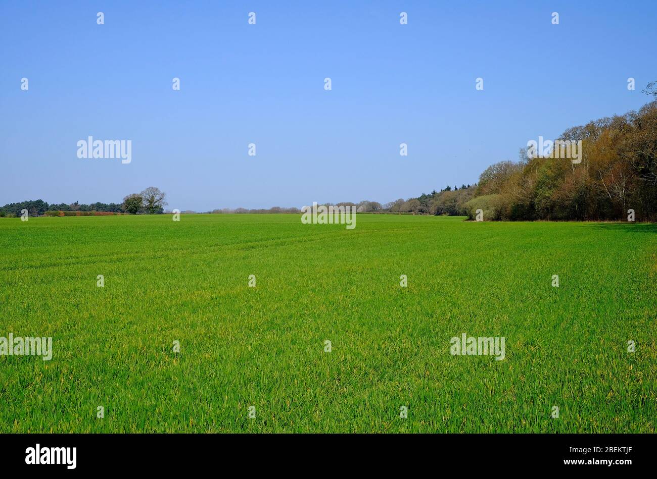 prima primavera campo di grano verde, nord norfolk, inghilterra Foto Stock