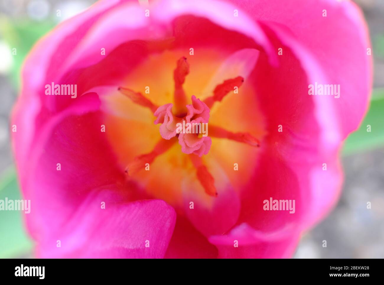 Close up red tulip petali Foto Stock