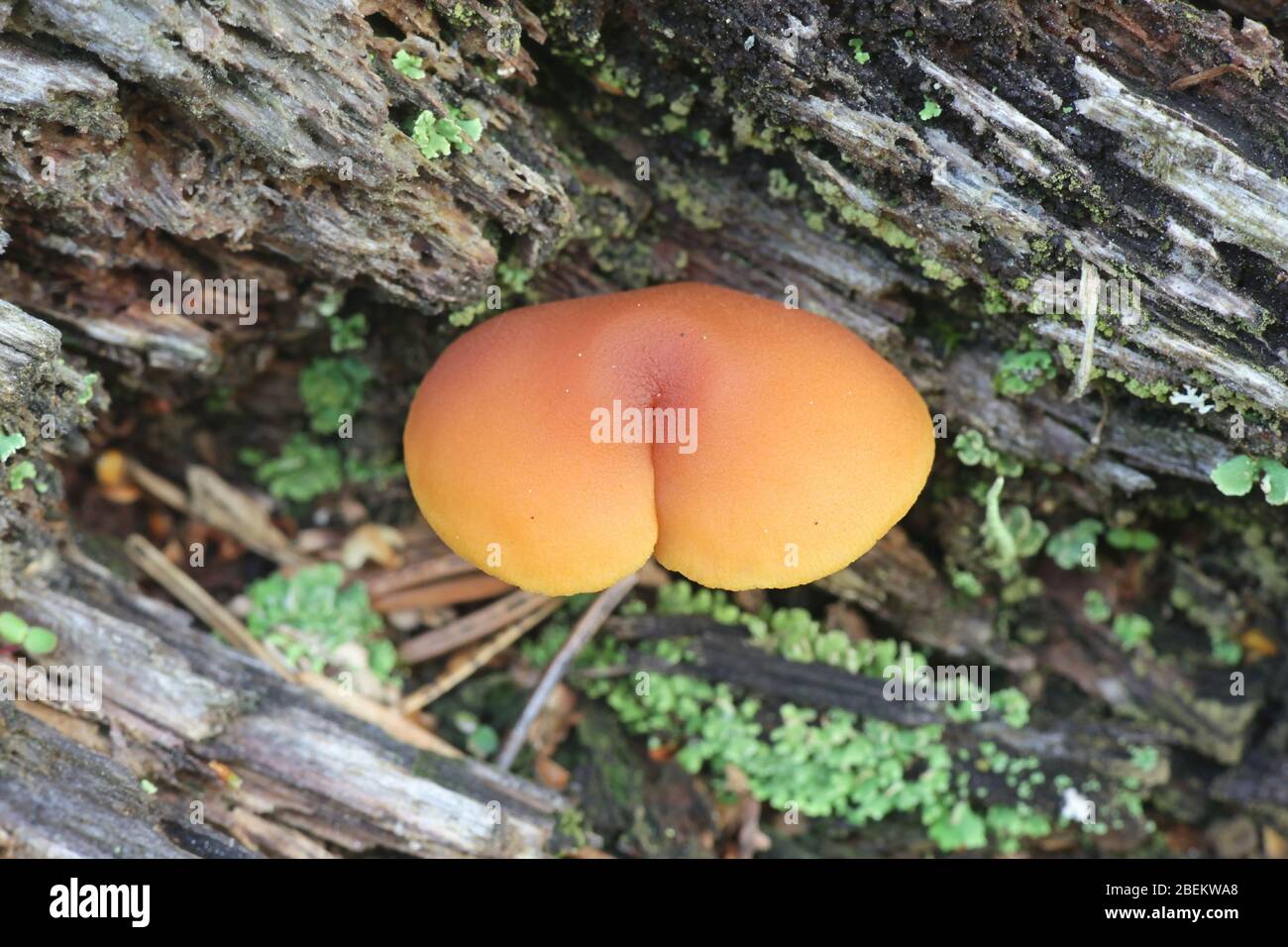 Gymnopilus penetrans, noto come comuni Rustgill, funghi dalla Finlandia Foto Stock