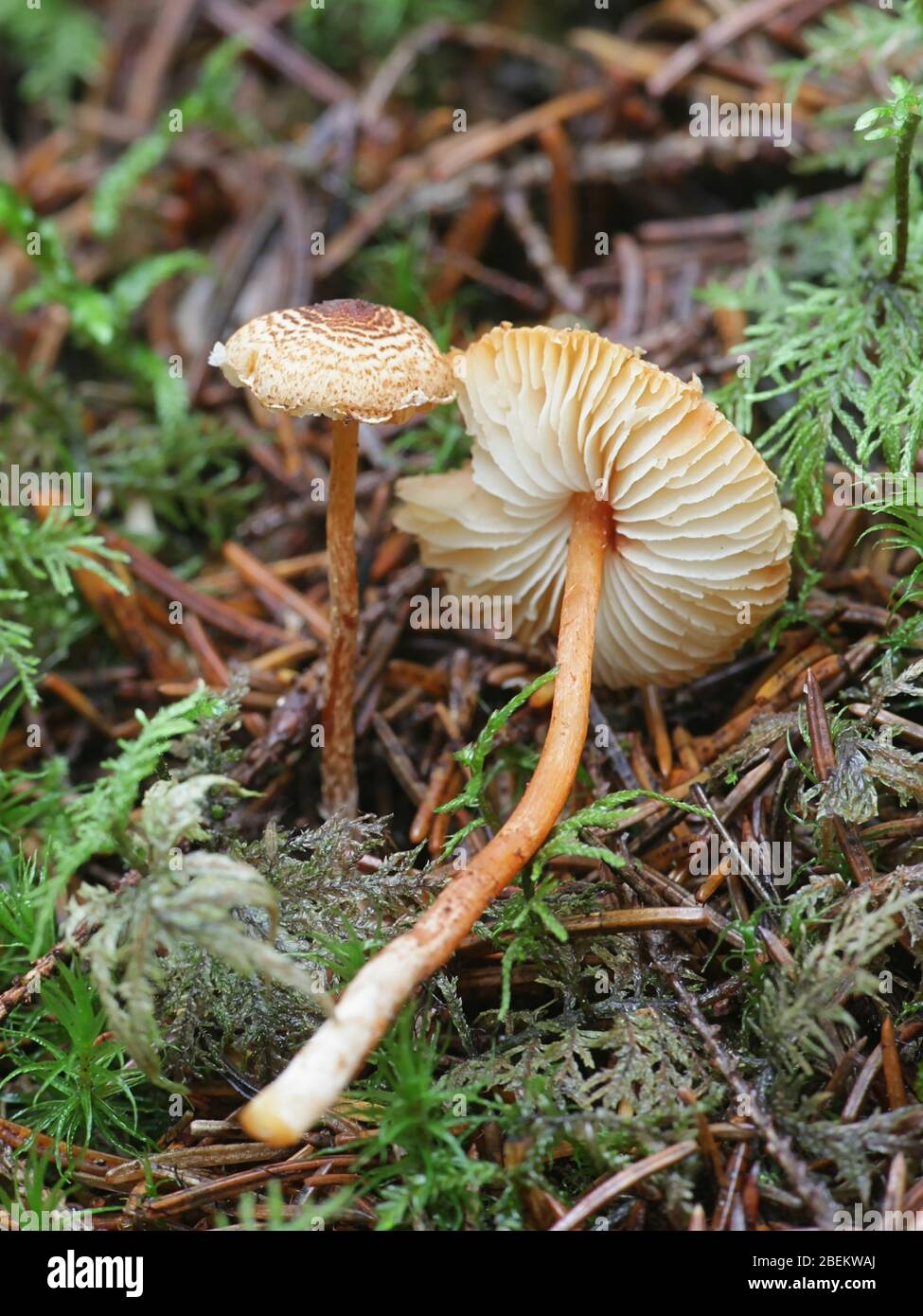 Lepiota castanea, comunemente conosciuta come il capperling di castagno, un fungo velenoso dalla Finlandia Foto Stock