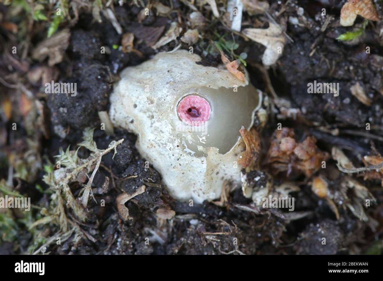 Mutinus ravenelii, conosciuto come il fungo rosso dello stinkhorn, uovo di stinkhorn dalla Finlandia Foto Stock