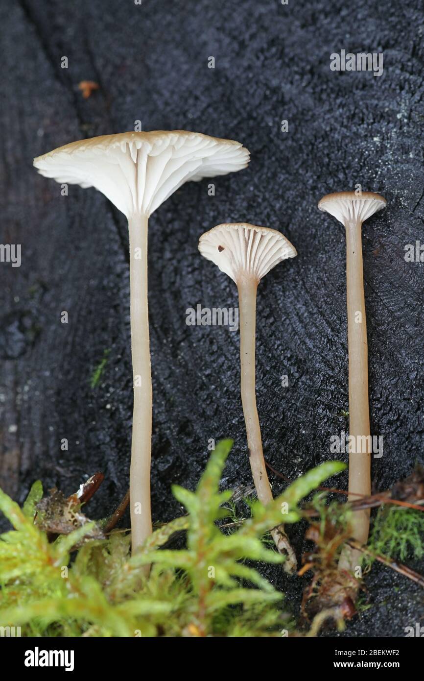 Lichenomphalia umbellifera, un fungo lichenized chiamato Heath ombelico o Lichen Agaric di funghi selvatici dalla Finlandia Foto Stock