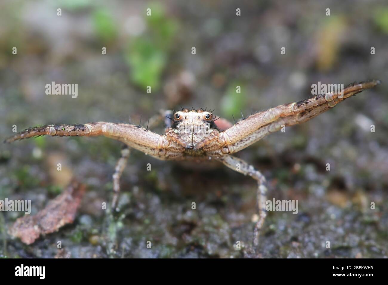 Xysticus audax, noto come ragno di granchio macinato Foto Stock
