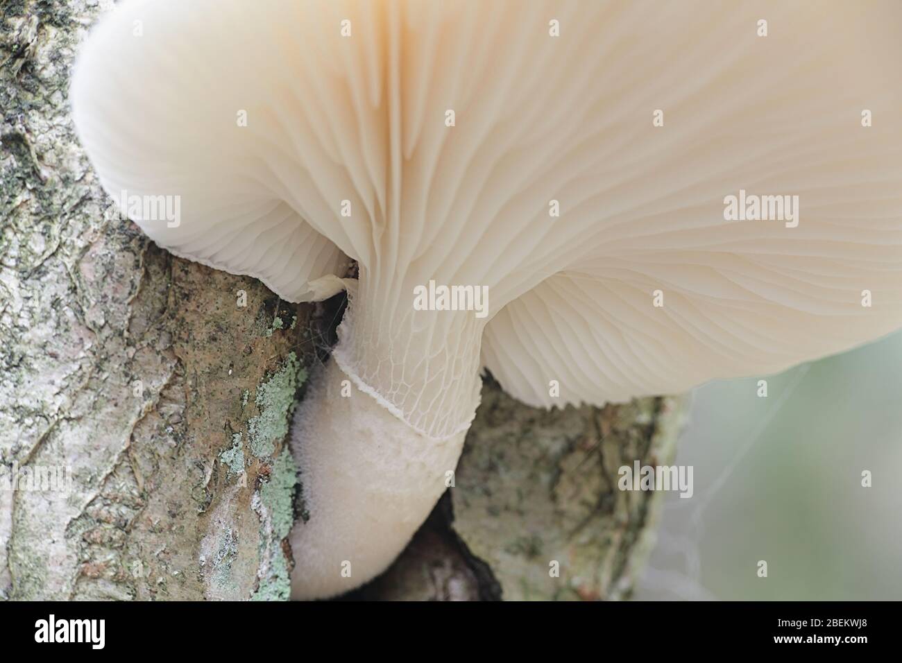 Pleurotus dryinus, conosciuto come funghi porcini velati, funghi selvatici provenienti dalla Finlandia Foto Stock