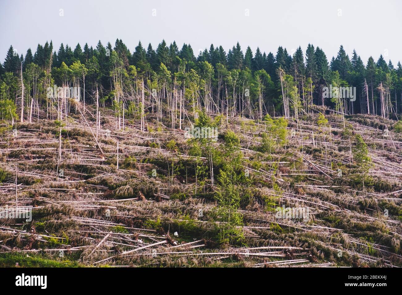 Alberi caduti dopo il passaggio della tempesta Vaia (2018) nell'Italia nord-orientale. Foto Stock