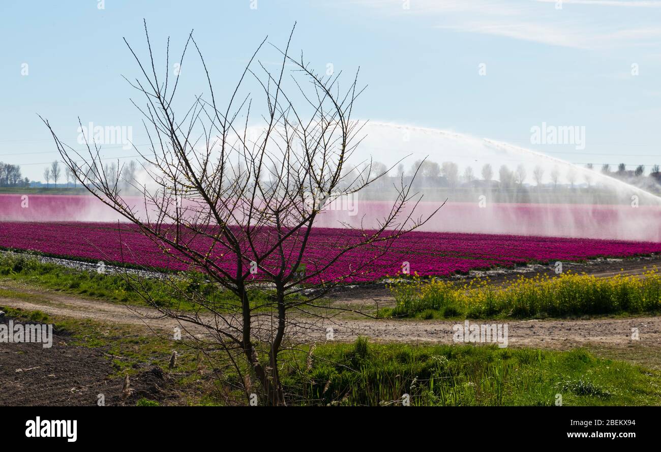 irrigazione con un impianto di irrigazione spruzzare i campi di tulipani olandesi in viola Foto Stock