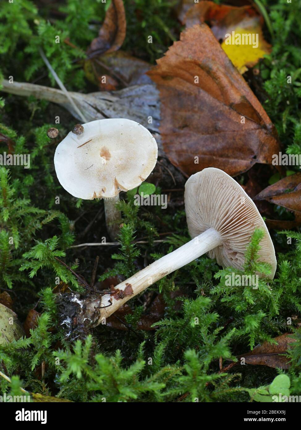 Hebeloma crustuliniforme, noto come veleno o a torta poisonpie, selvatici funghi velenosi dalla Finlandia Foto Stock