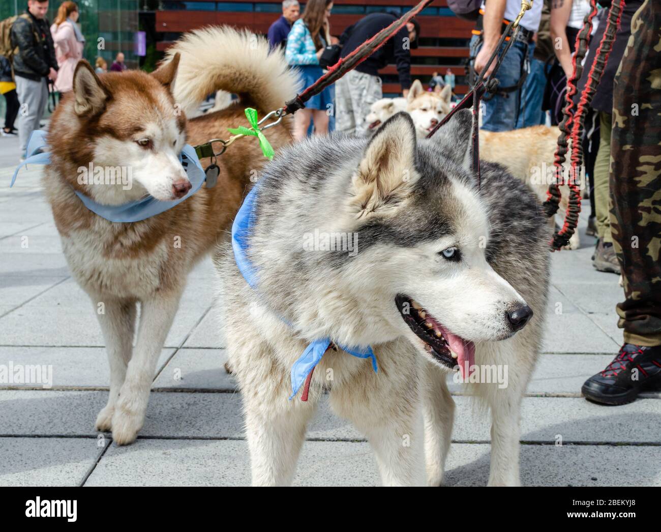 Wroclaw, Polonia - Settembre 8 2019: Sfilata di cani Hau sei? Bei cani Husky con occhi blu e nastri blu. Foto Stock