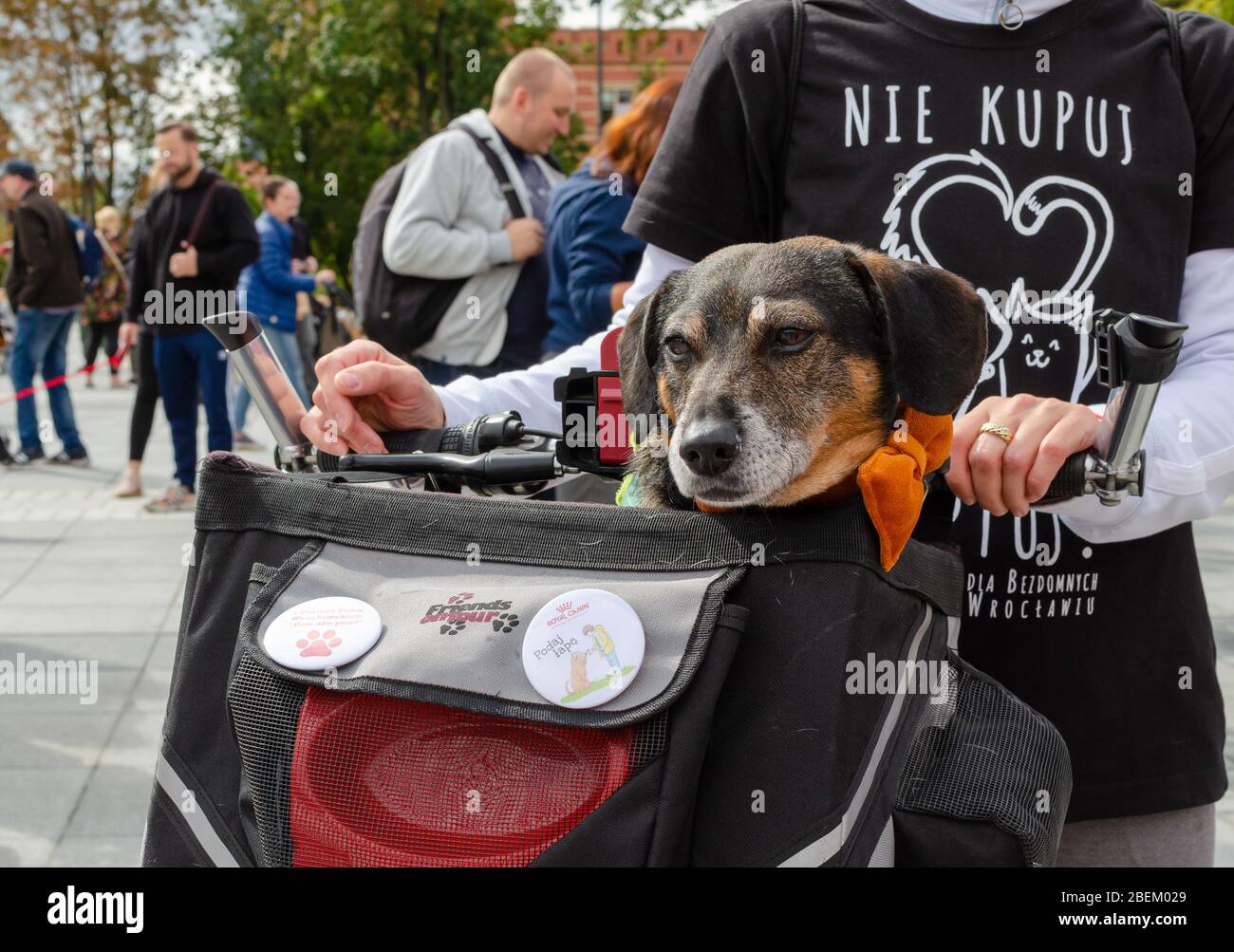 Wroclaw, Polonia - Settembre 8 2019: Sfilata di cani Hau sei? Cane Mongrel seduto nel cestino speciale di fronte al proprietario. Foto Stock