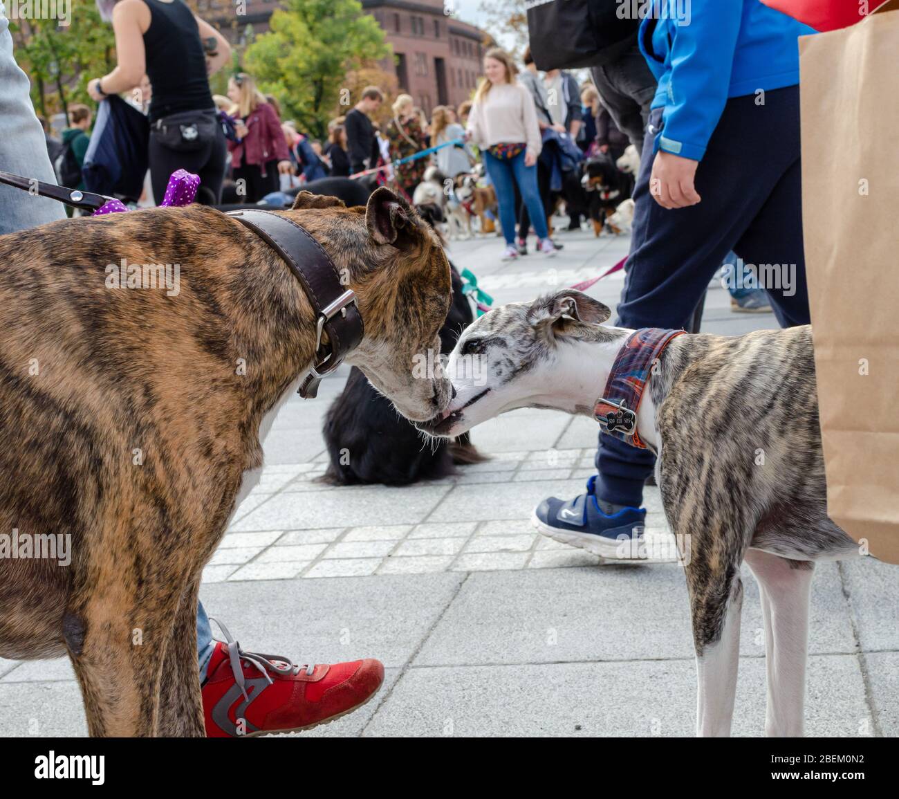 Wroclaw, Polonia - Settembre 8 2019: Sfilata di cani Hau sei? Prima riunione o introduzione tra due cani. Primo contatto tra due cani da levriero. Foto Stock