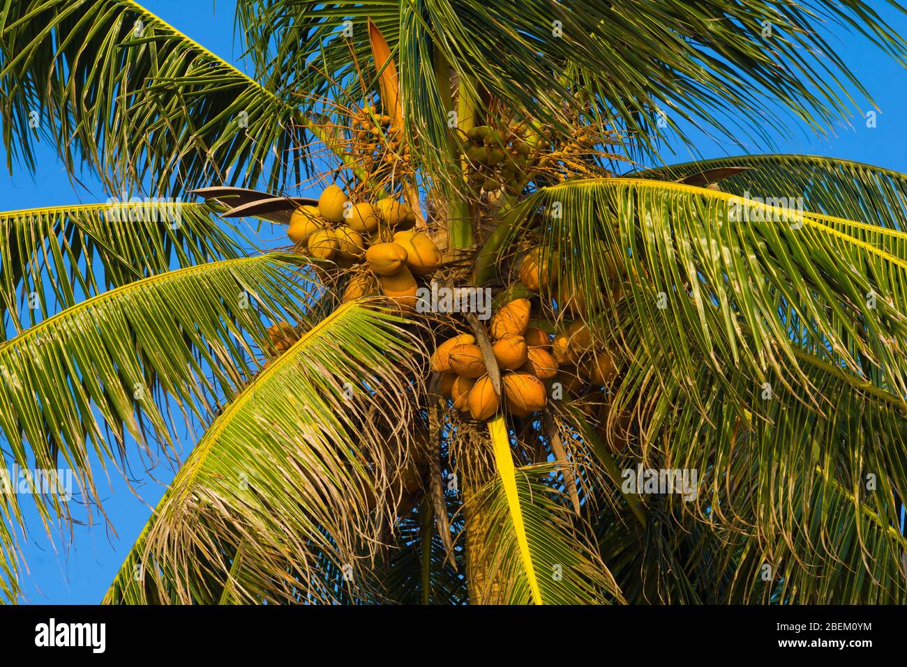 Cocco su palme da cocco in giornata di sole. Sri Lanka Foto Stock