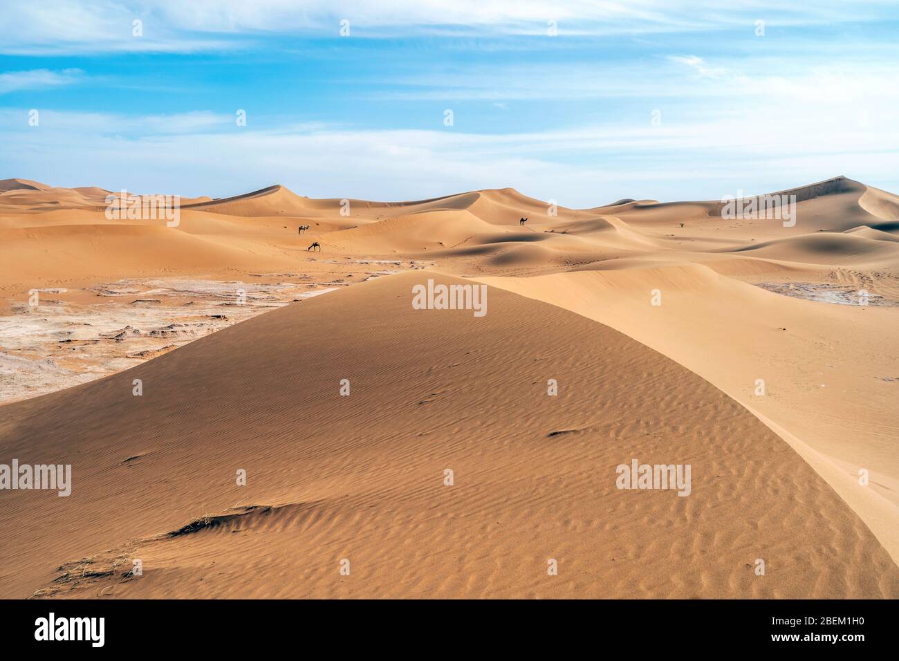 Bellissimo paesaggio di dune di sabbia e cammelli lontano sul deserto del Sahara, Marocco, Africa Foto Stock