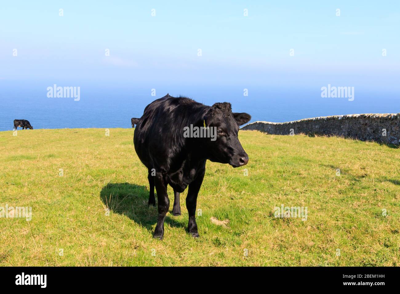 Angus Cow in piedi nel prato al Mull of Galloway Scozia con luce Bay sullo sfondo Foto Stock