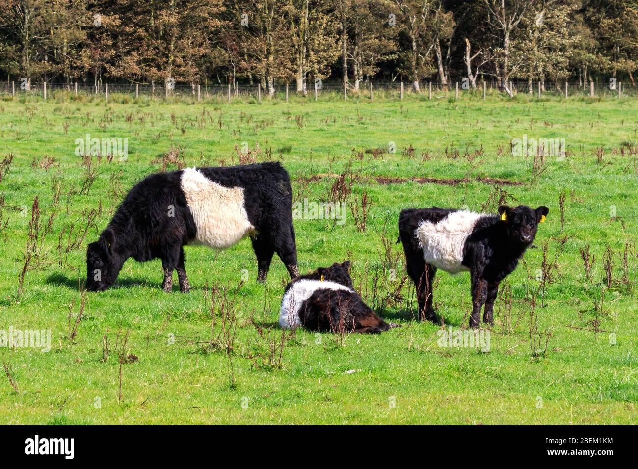 Bestiame bovino Galloway in un prato scozzese Foto Stock