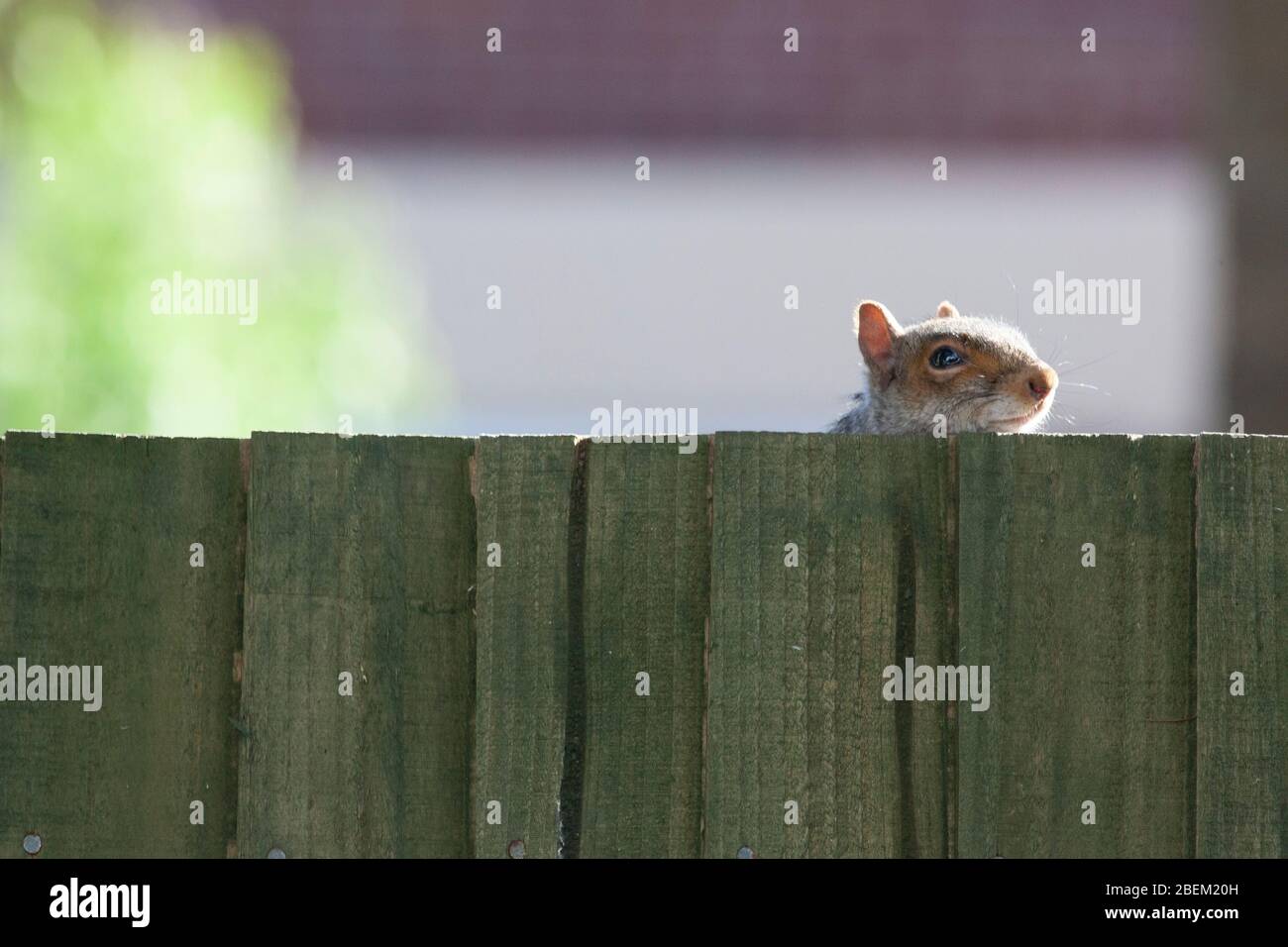 Londra, Regno Unito. 14 Aprile 2020. Tempo del Regno Unito, 14 aprile 2020: Uno scoiattolo grigio nel sobborgo di Lnodon di Clapham suona peek-a-boo con il fotografo da dietro una recinzione. Anna Watson/Alamy Live News Foto Stock