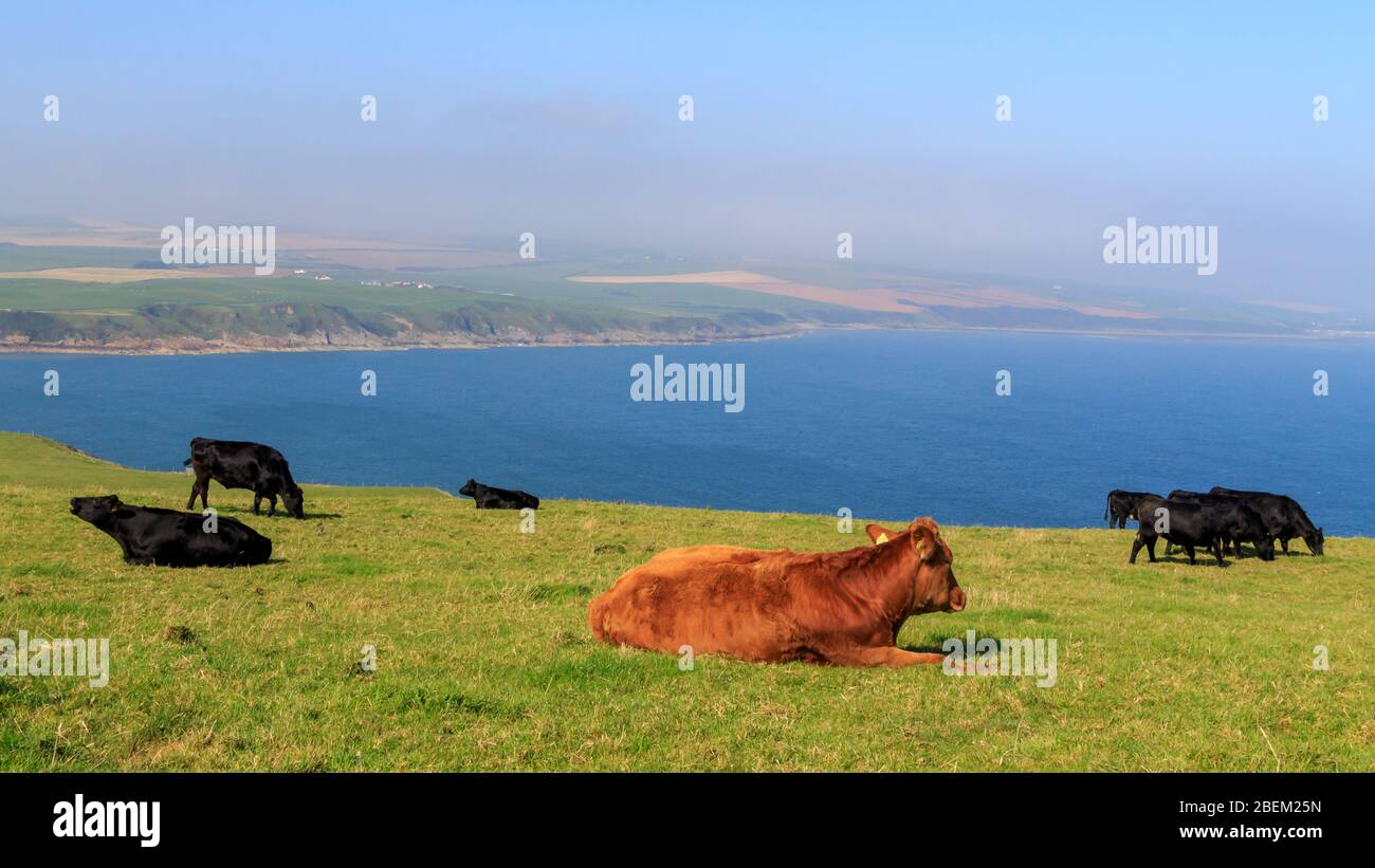 Bestiame di Angus che riposa e pascola su terreni agricoli al Mull of Galloway Scozia con luce Bay sullo sfondo Foto Stock