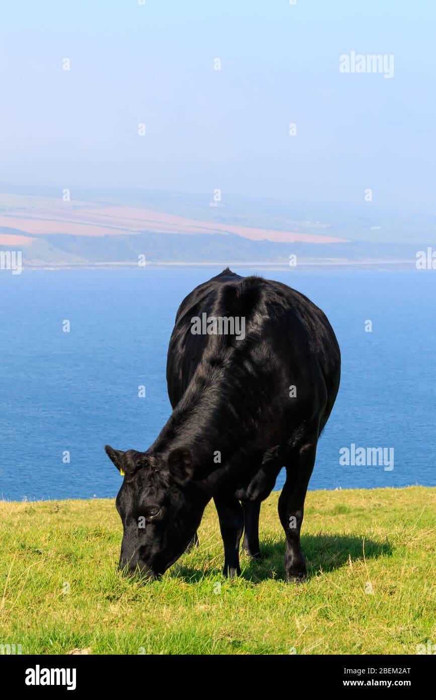 Angus Cow pascolo su terreni agricoli al Mull of Galloway Scozia con luce Bay sullo sfondo Foto Stock