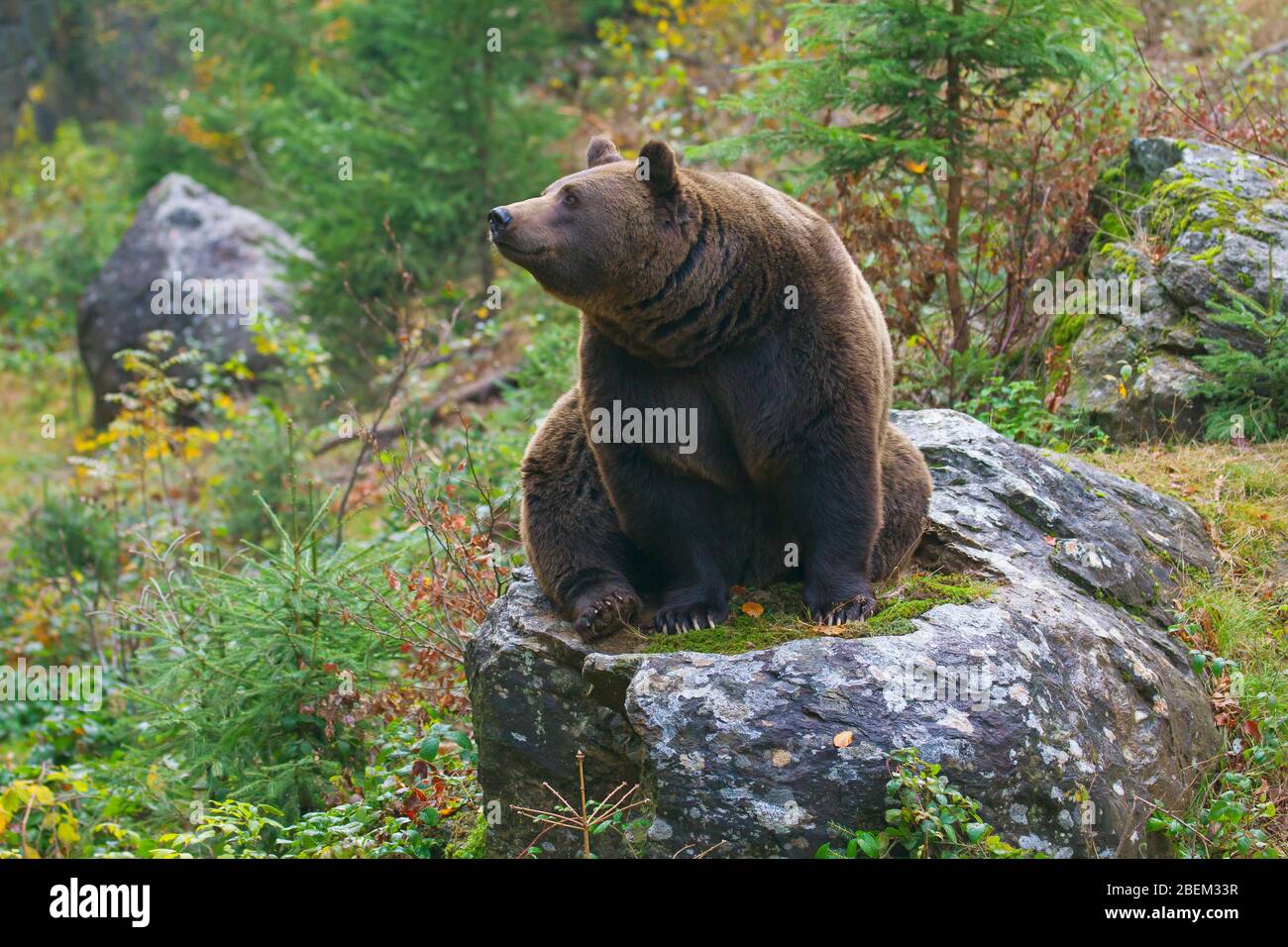 Orso bruno europeo (Ursus arctos artos arctos) al Tierfreigelände, parco animale nel Parco Nazionale della Foresta Bavarese, Neuschönau, bassa Baviera, Germania Foto Stock