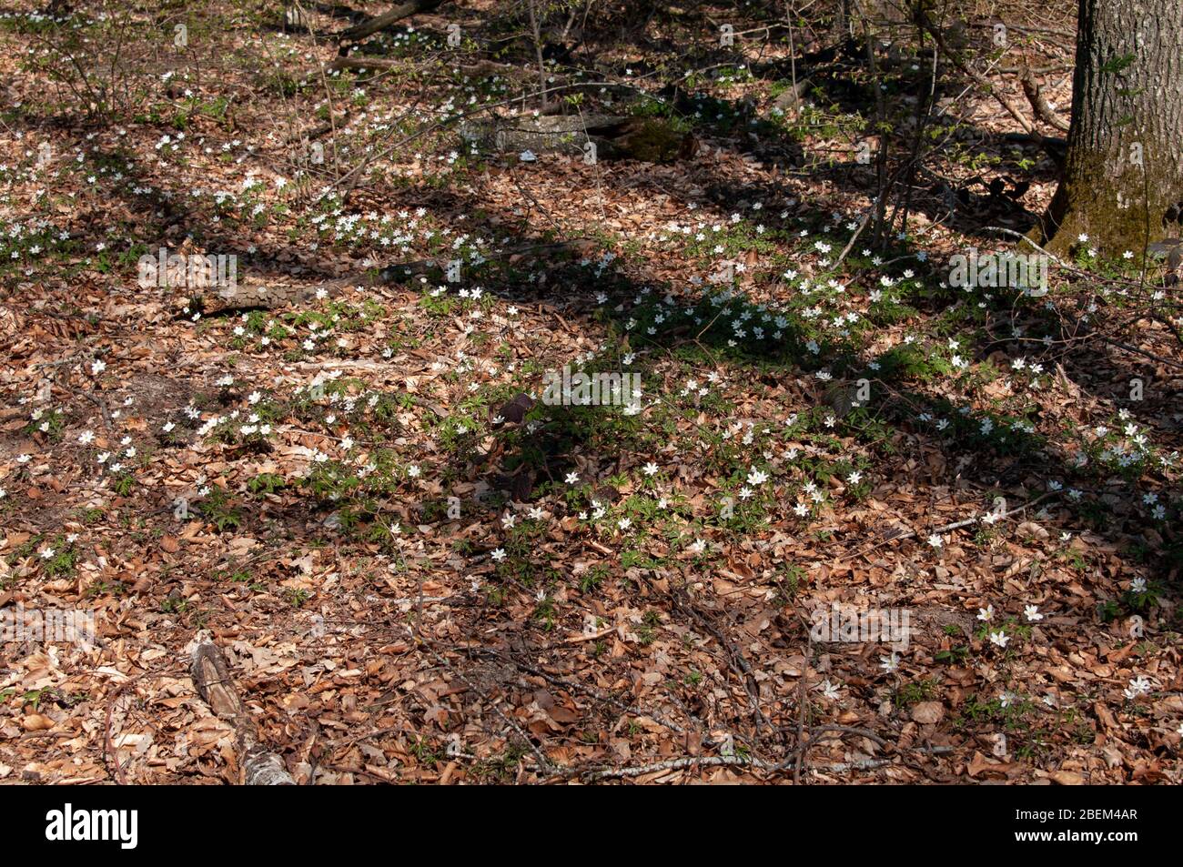alberi che proiettano ombre sul pavimento della foresta con anemoni del vento in una giornata di sole in primavera Foto Stock