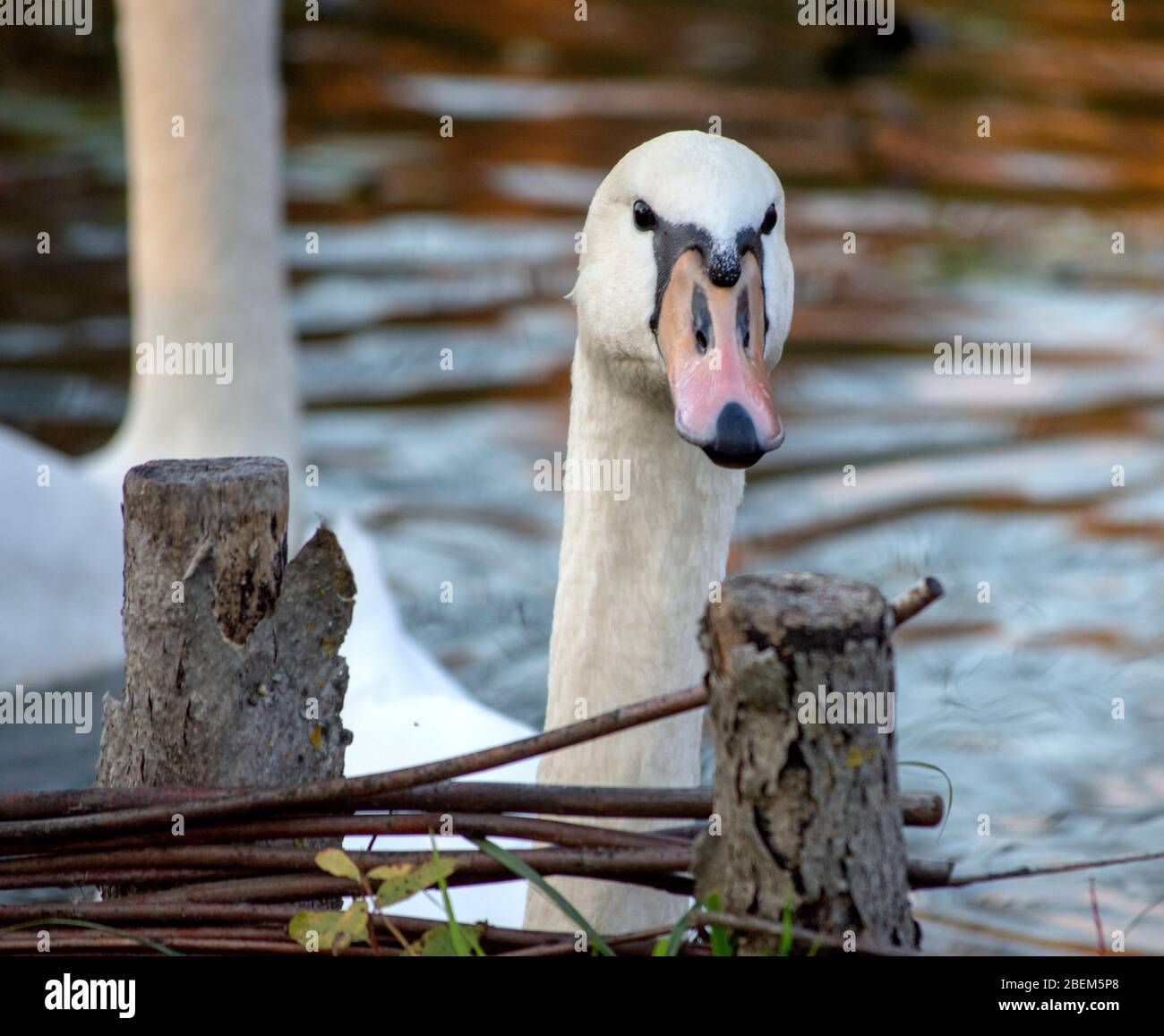 Un colpo da vicino di una testa di cigni che guarda su alcuni rami, un bel cigno che nuotano su un lago o stagno in posa per un ritratto, cigno bianco sono incredibili Foto Stock