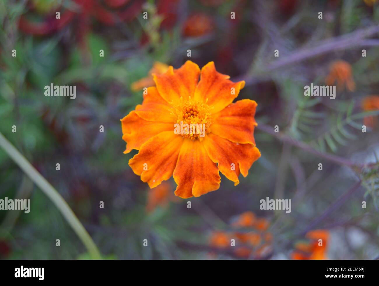 Primo piano macro shot di tagetes patula, o francese Marigold, un bellissimo fiore arancione con petali colorati, bookeh o sfondo sfocato inclusi Foto Stock