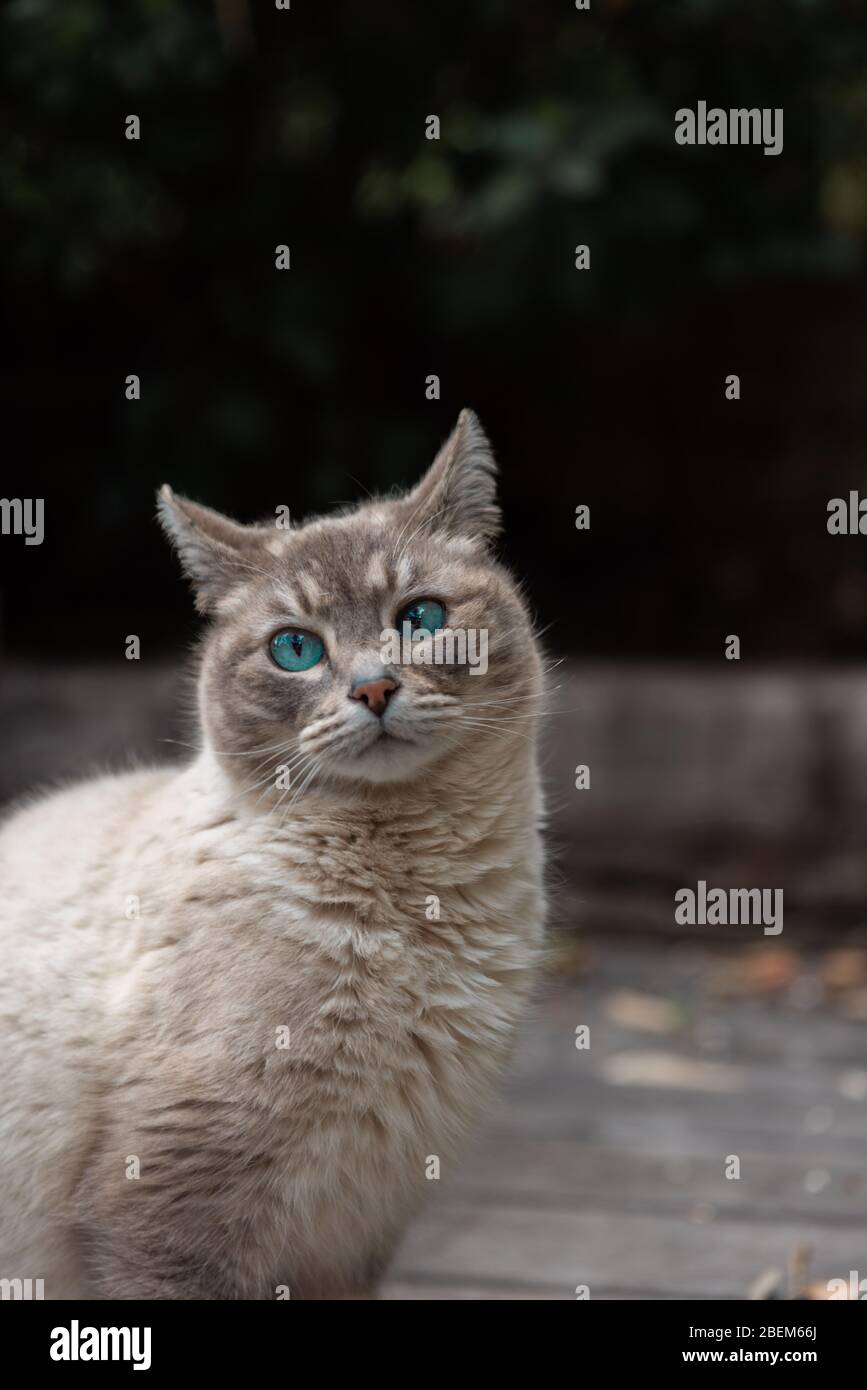 Bel gatto bianco dagli occhi blu in un giardino di primavera verde con bambù Foto Stock