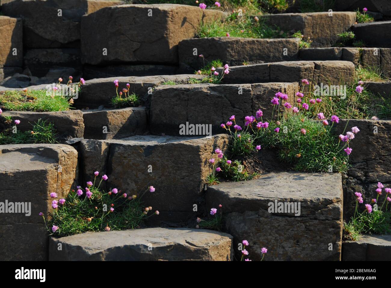 Fiori e scalini in pietra al Giant's Causeway, Antrim Coast, Irlanda del Nord, Regno Unito Foto Stock