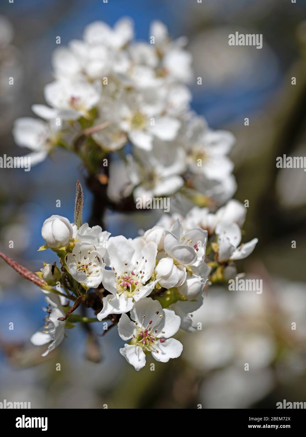 Pera di Nashi fiorente, Pyrus pirifolia, in primavera Foto Stock