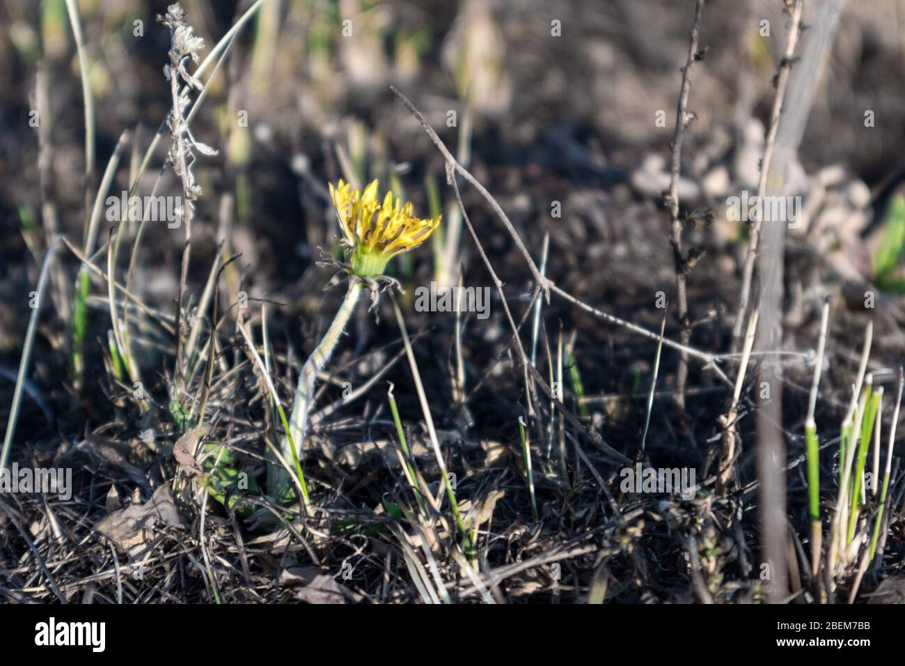 Un solo fiore di dente di leone giallo su bruciato giù campo nero dopo il fuoco. Primo piano dei campi bruciati dalla molla. Problema ecologico, erba che cresce da ceneri Foto Stock