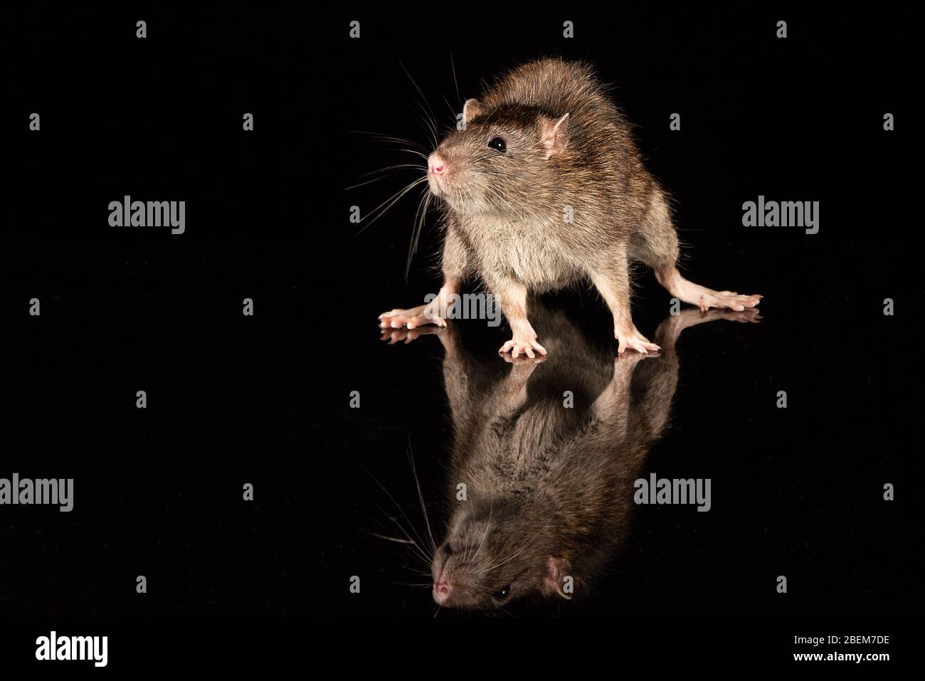 Un ratto comune su una superficie riflettente. Il bordo è nero con spazio per la copia Foto Stock