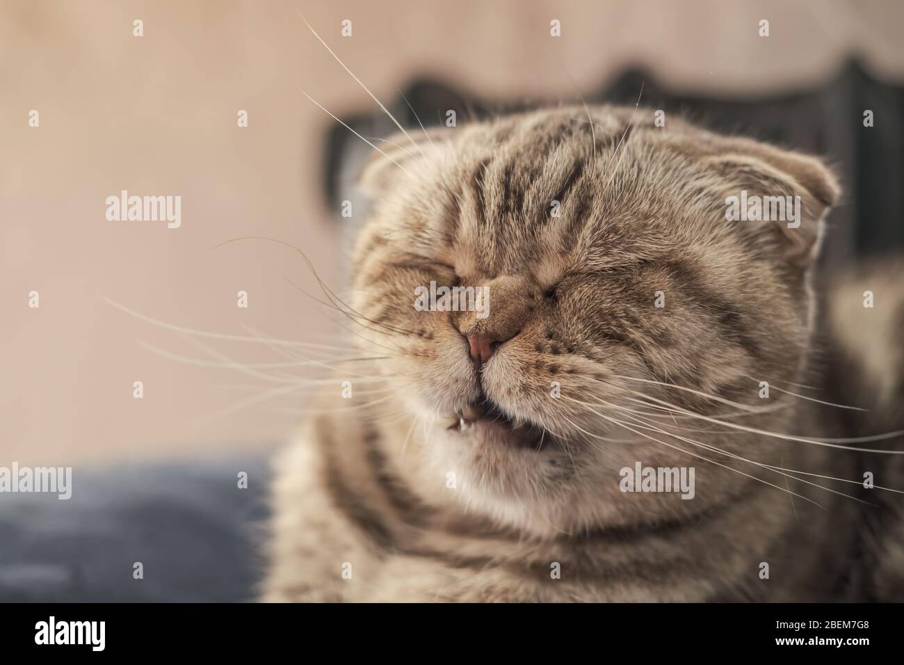 Cute Cat Scottish Fold sta per starnutire, in modo che ha un naso rugoso e una divertente museruola. Foto Stock