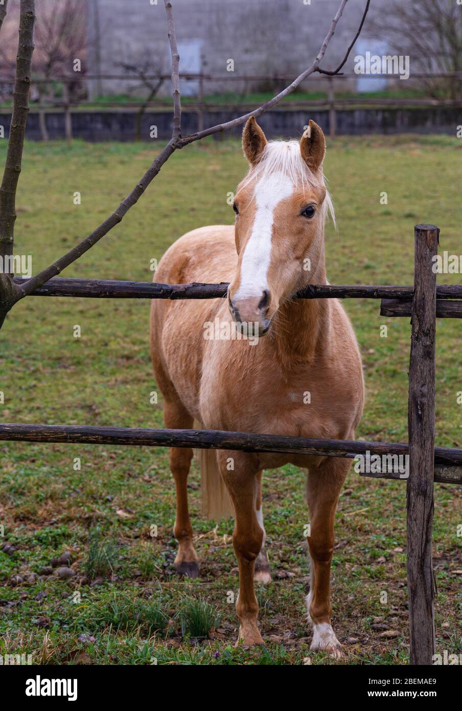 Cavallo texano, Quarter Horse rosso roan nella recinzione di una fattoria Foto Stock