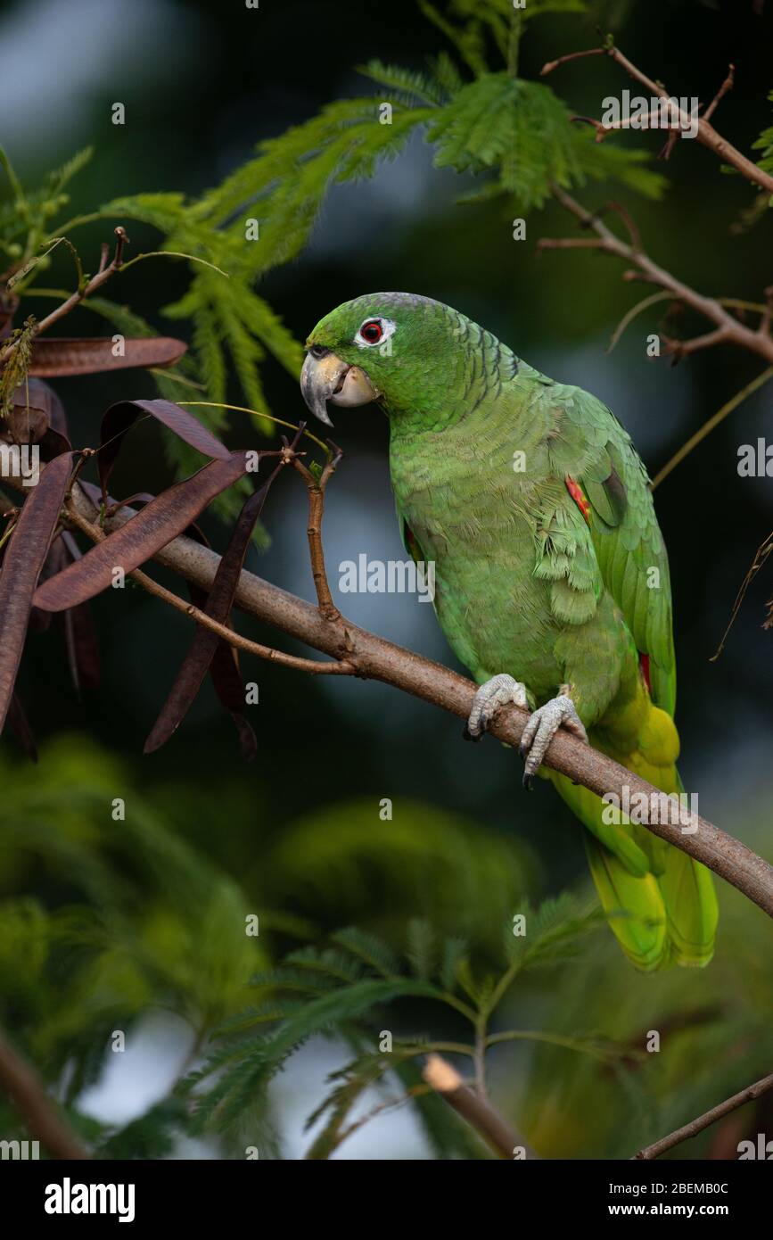 Parrot selvatico Mealy (Amazona farinosa) dalla foresta pluviale atlantica del Brasile del Sud Foto Stock