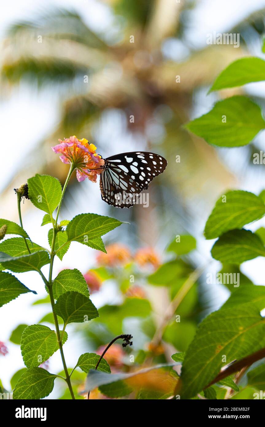 Farfalla Jay comune (Graphium doson) nettare bevente da un fiore Lantana in Kerala, India Foto Stock
