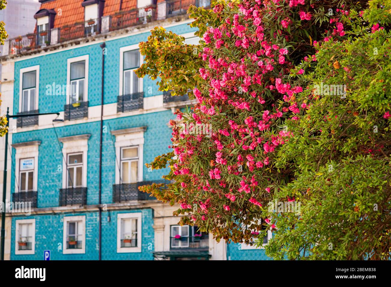 Pianta oleandro di Nerium con fiori rosa che cresce nella città vecchia di Lisbona, Portogallo Foto Stock