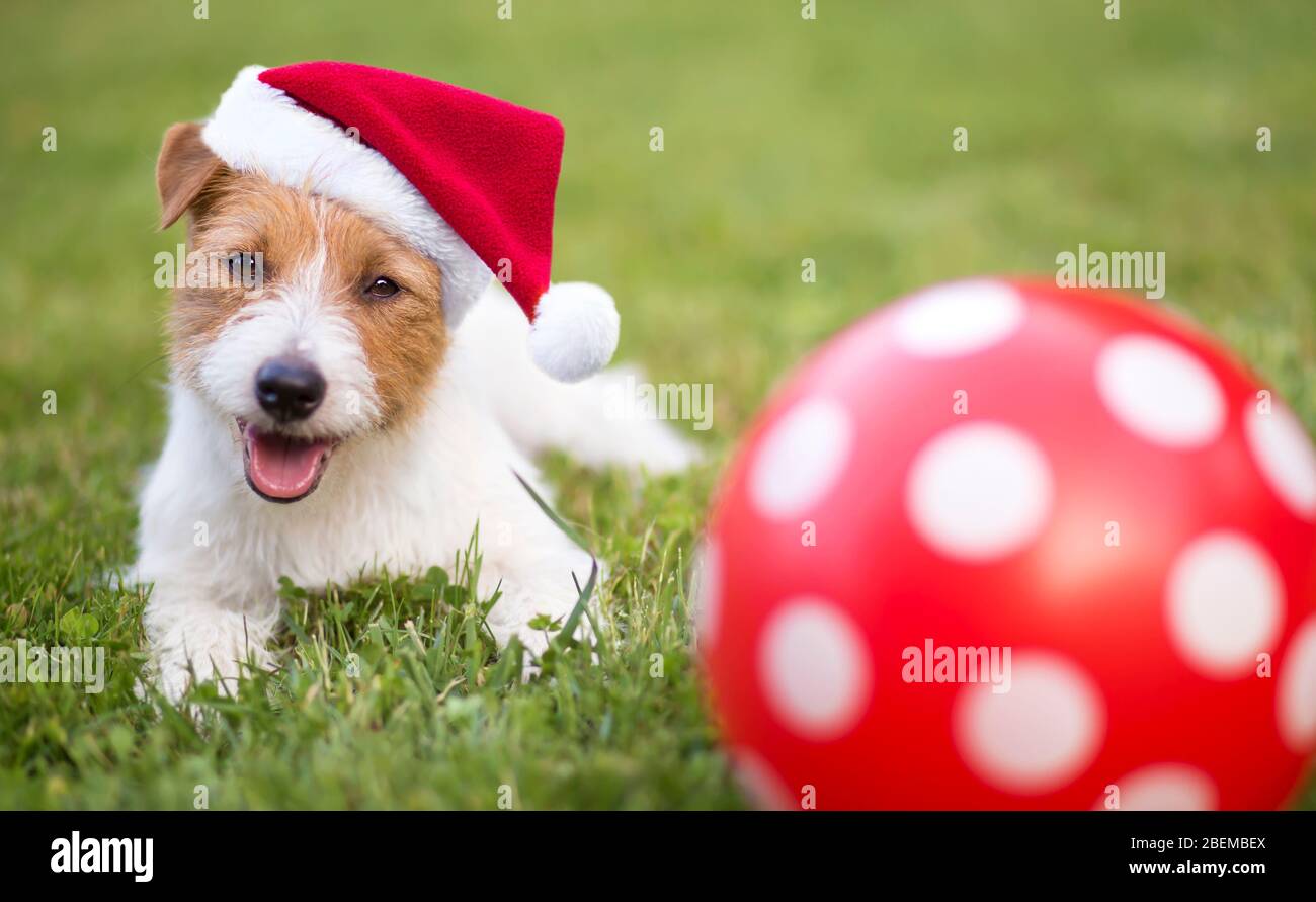 Natale di Santa sorridendo felice cucciolo di cane con una palla regalo sorpresa rossa macchiata Foto Stock
