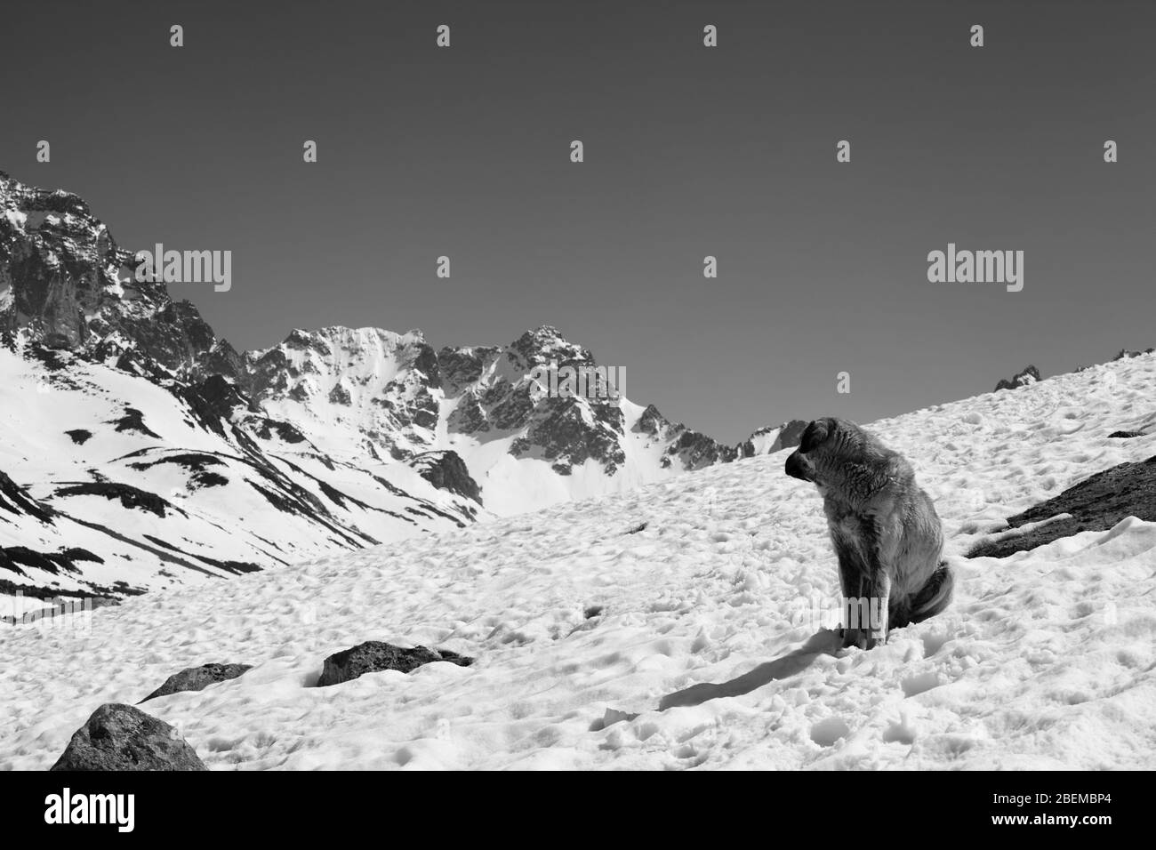 Cane seduto sulla neve in giornata di sole e guardare indietro le alte montagne innevate. Turchia, Kachkar Mountains, la parte più alta delle montagne Pontiche. Bianco e nero t Foto Stock