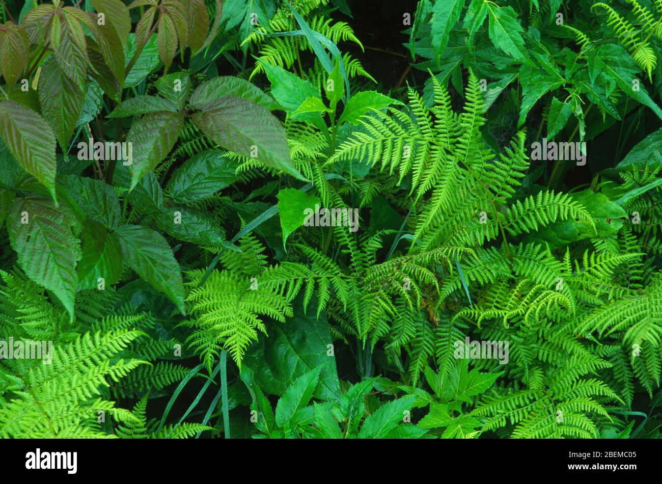 Sottobosco forestale, Great Smoky Mountains National Park, North Carolina Foto Stock