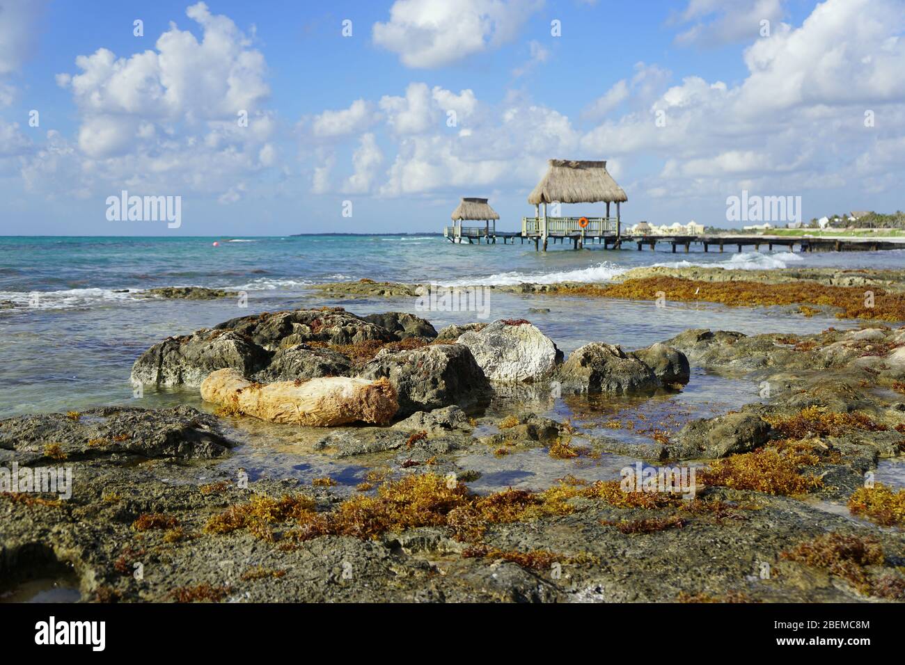 Sargassum, alghe marroni sulla spiaggia della Riviera Maya, Messico Foto Stock