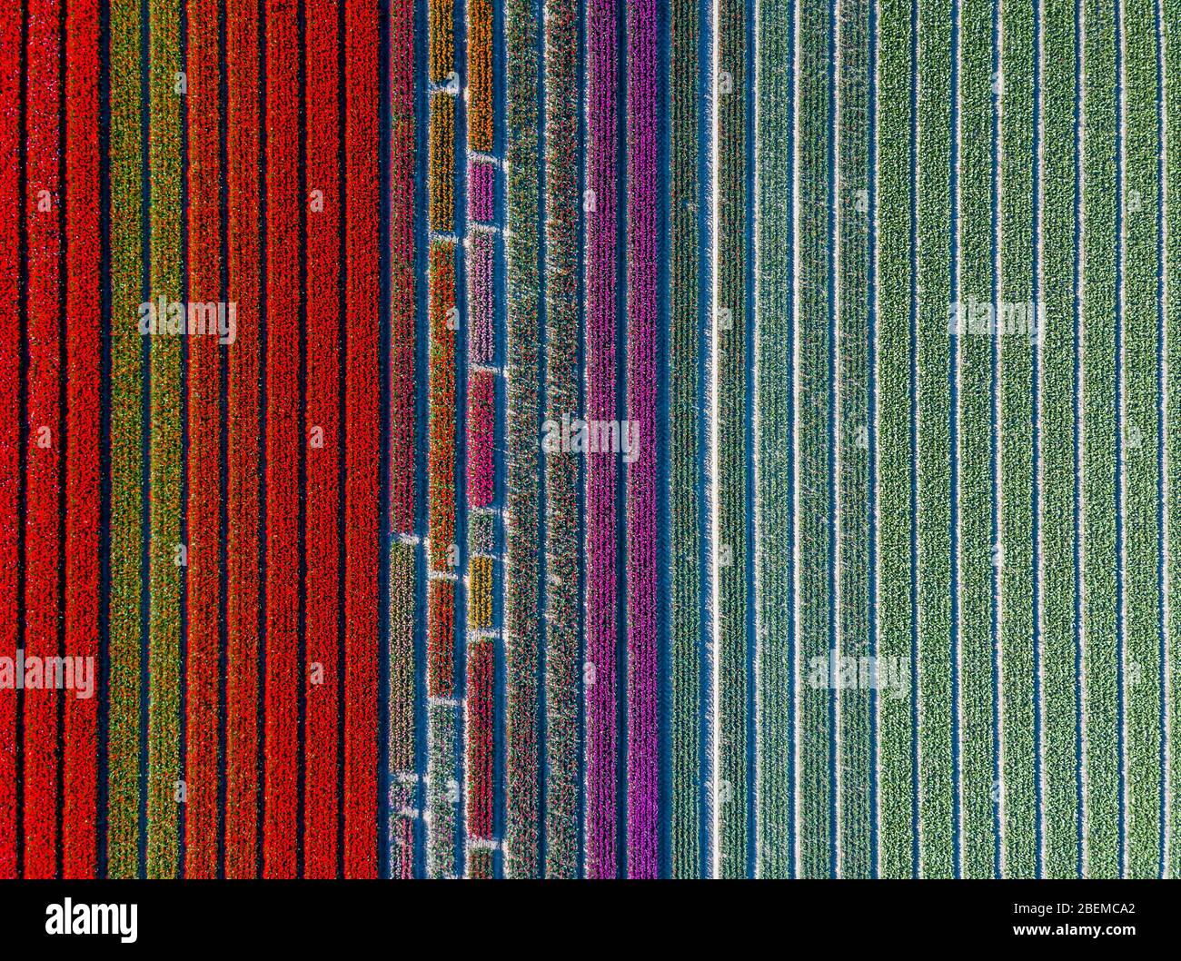 Vista aerea di strisce colorate e campo di tulipani nel comune Noordoostpolder, Flevoland Foto Stock