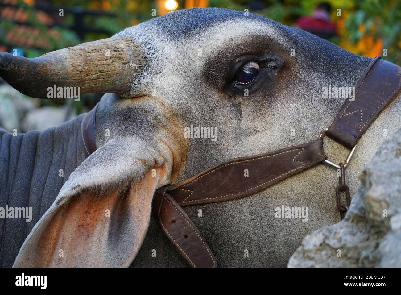 Una mucca triste in lacrime, crudeltà animale Foto Stock