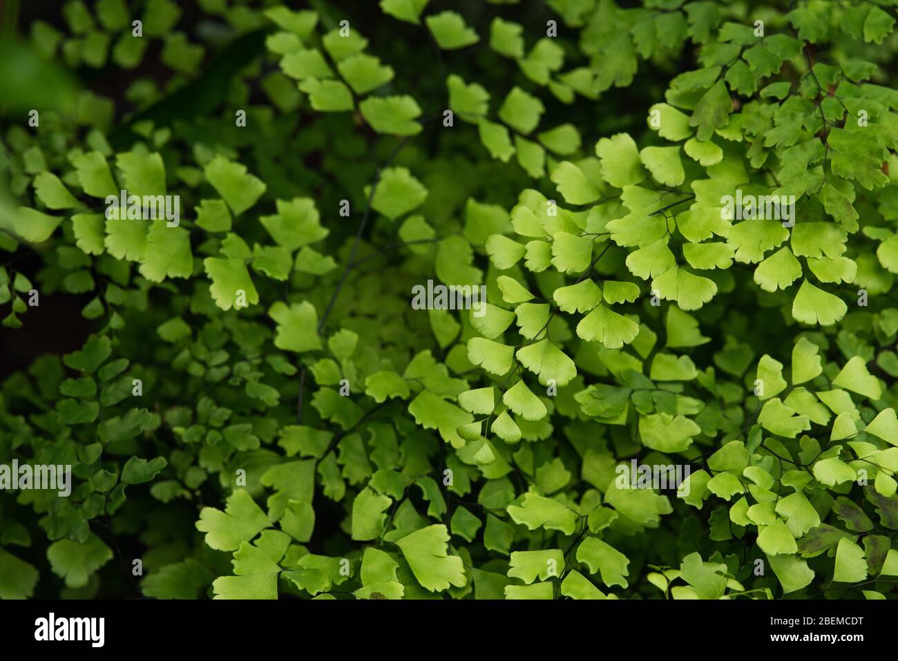 Creeping jenny (Lysimachia nummularia) è una specie di pianta flowering in famiglia Primulaceae. Foto Stock