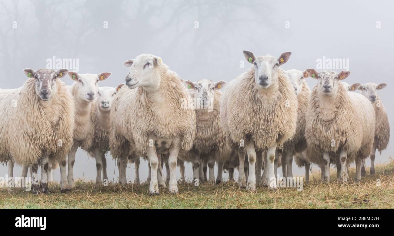 Un gregge di pecore in una fattoria nel Northumberland nel Nord-Est dell'Inghilterra in una mattinata nebbiosa all'inizio della primavera. Foto Stock