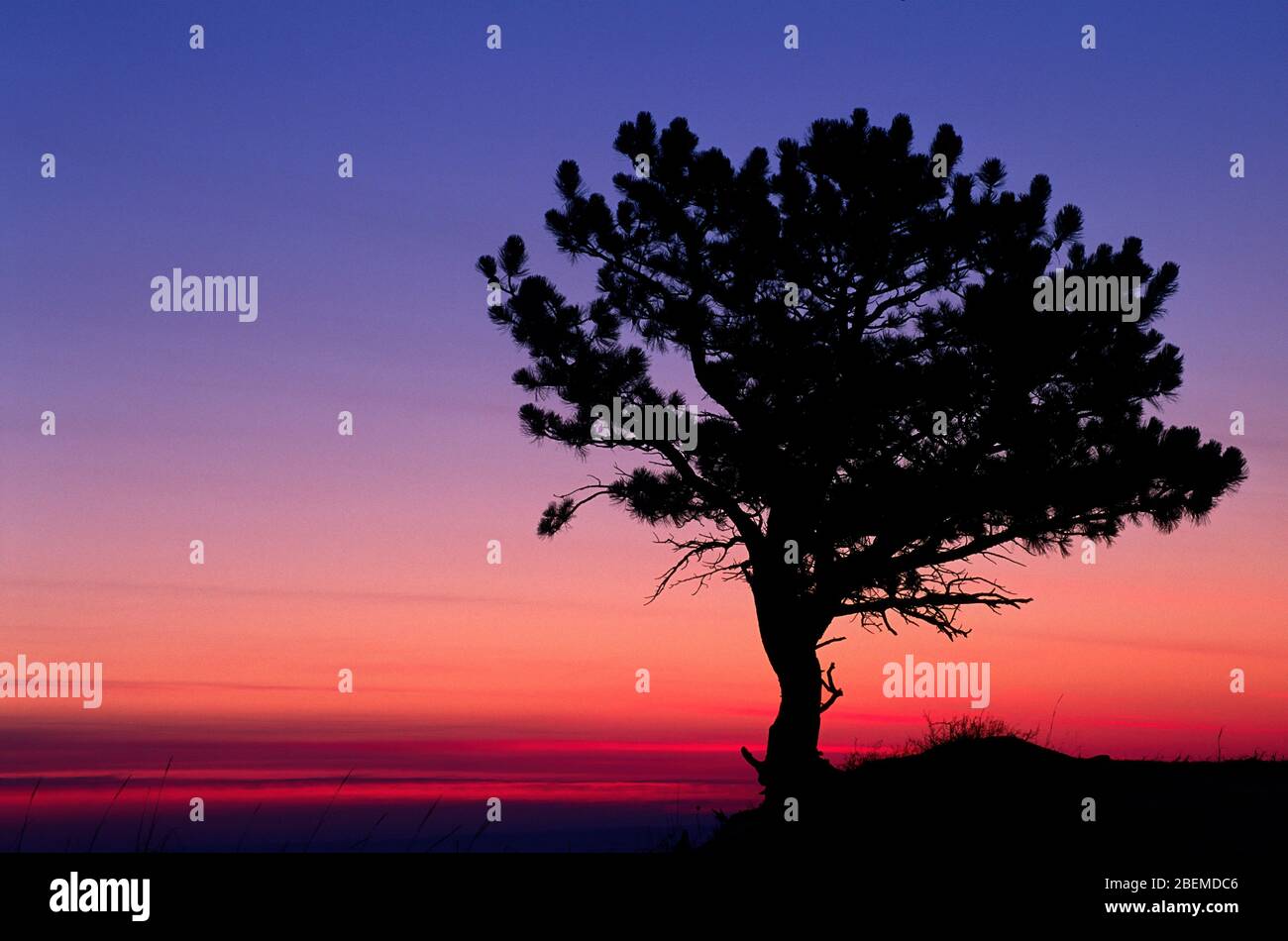 Pine Sunrise, Fort Robinson state Park, Nebraska Foto Stock