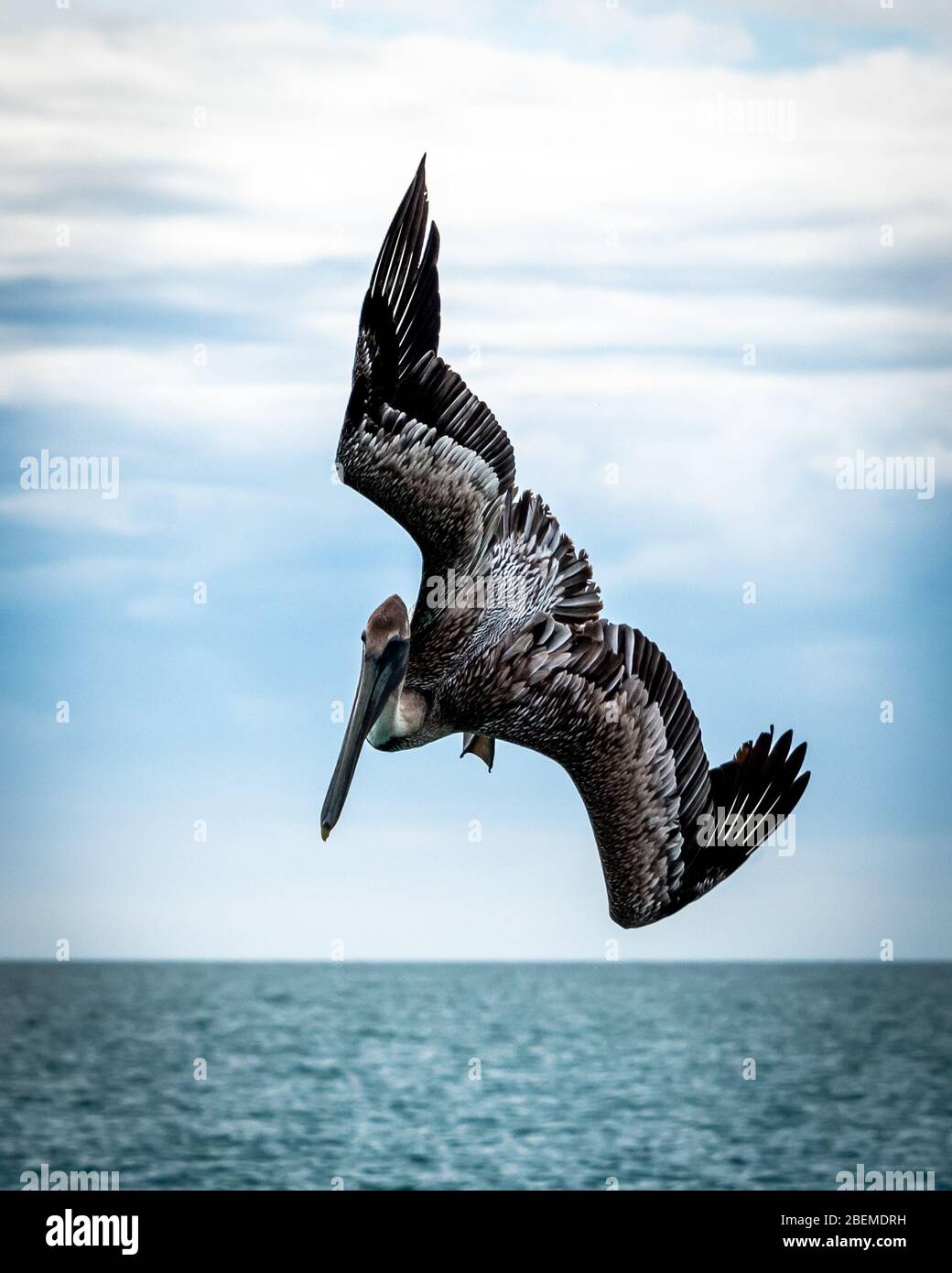 Femmina pelican marrone immersioni drammaticamente verso l'acqua del golfo a Captiva Island nella Florida occidentale. Foto d'arte della fauna selvatica, dettagliata verticale. Foto Stock