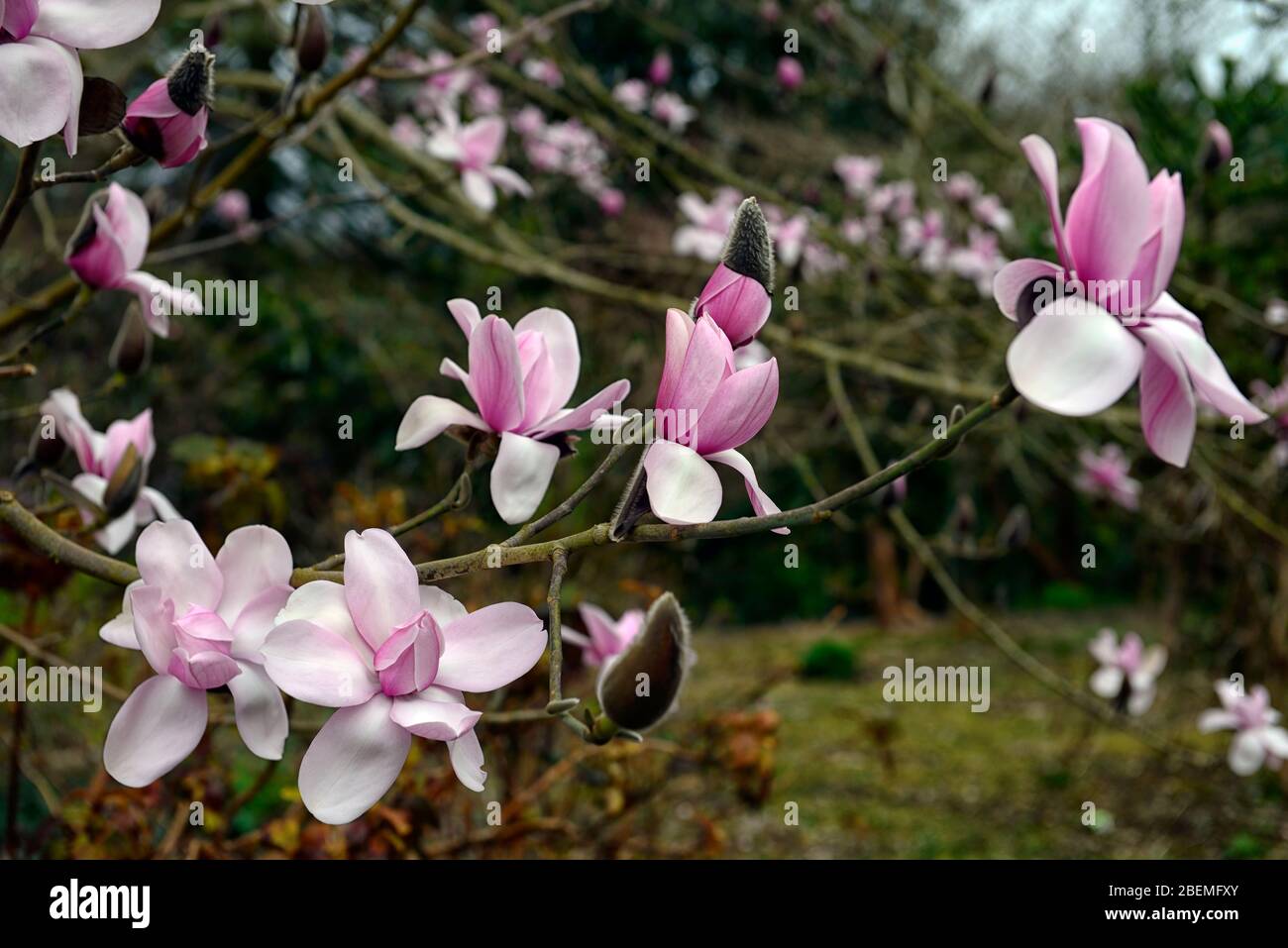 Magnolia Campbellini Monte Congreve Seedling, Campbell's magnolia, grandi fiori rosa tenue, fioritura, giardino primaverile, RM Floral Foto Stock