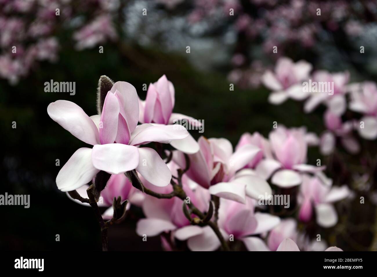 Magnolia Campbellini Monte Congreve Seedling, Campbell's magnolia, grandi fiori rosa tenue, fioritura, giardino primaverile, RM Floral Foto Stock