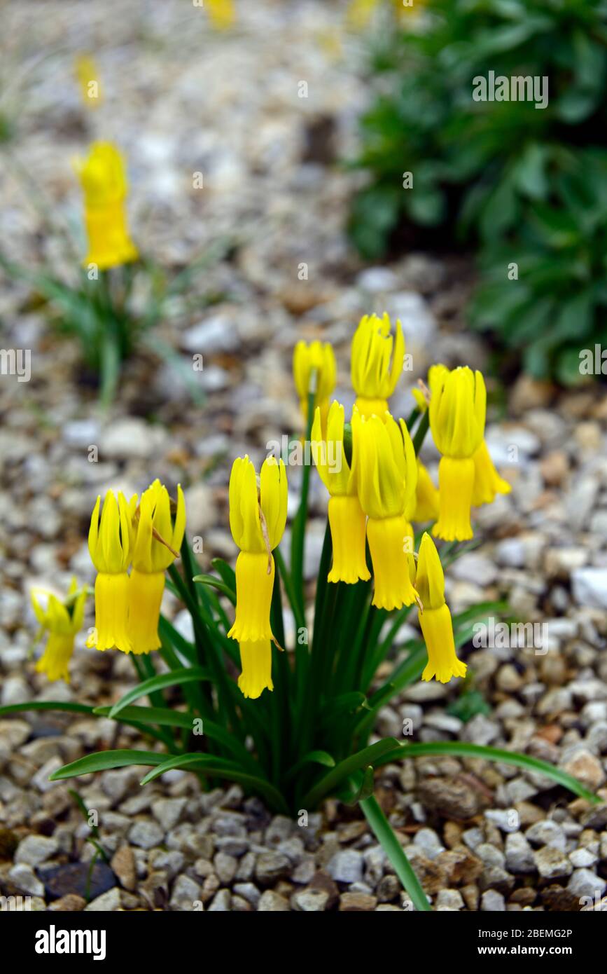 Narcissus cyclamineus,ciclamino a fiore daffodil,specie daffodil,fiori gialli,fioritura,Molla,riflessi petali,reflex,petali,RM Floral Foto Stock