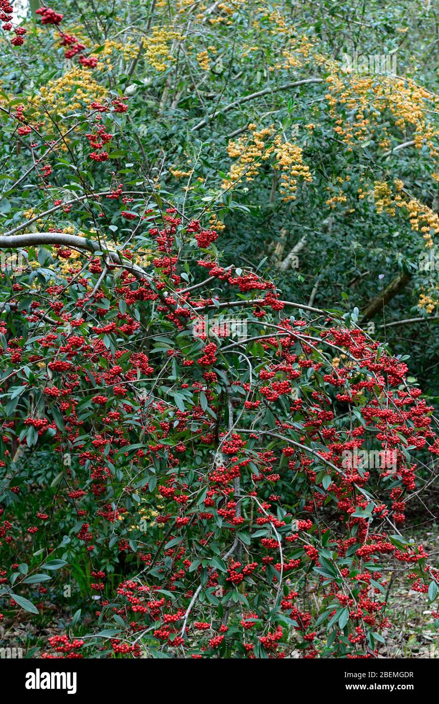 Fiori rossi scarlatto,fioritura,giardino primaverile,RM Floral,Cotoneaster salicifolius,piangente Cotoneaster,Hybridus Pendulus,frutti rossi,frutta,wint Foto Stock