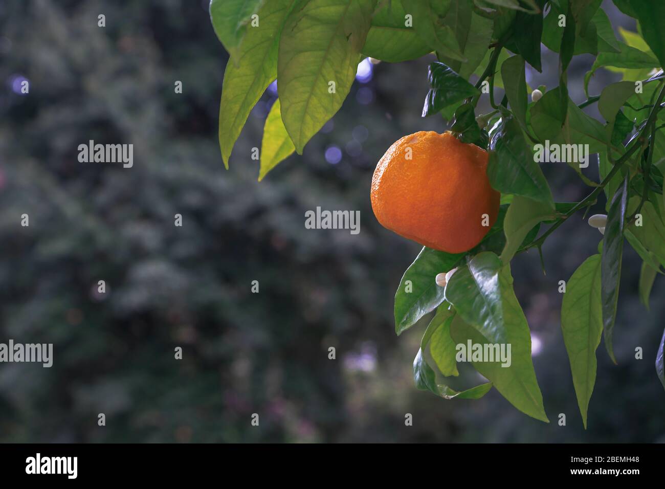 Arancione fresco, luminoso, succoso che cresce su un ramo Foto Stock